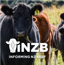 Informing New Zealand Beef  Informing New Zealand Beef banner with logo