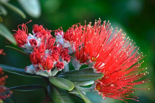 Why native biodiversity is important to farmers, with Professor David Norton