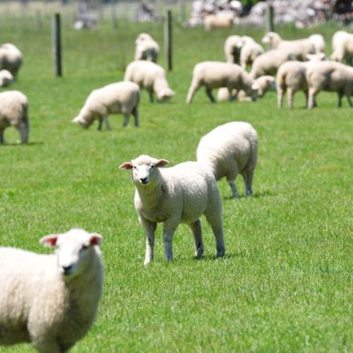 lambs image of lambs