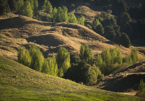 Trees Poplars in gullies Trees Poplars in gullies.
