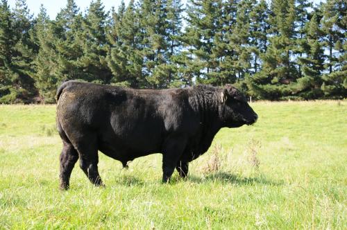 Black bull Black bull