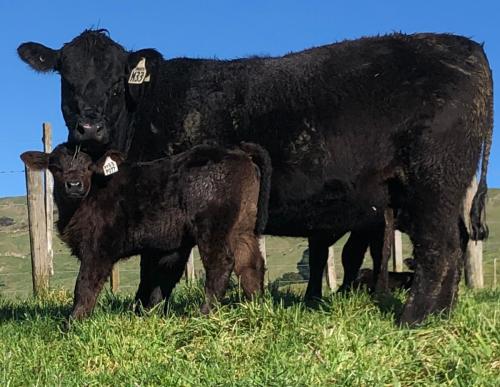 Heifer and calf Heifer and calf