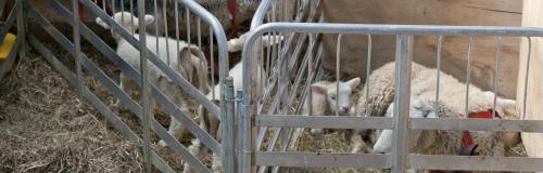 lamb rearing lamb rearing