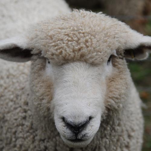 Sheep