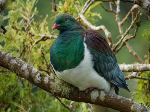native bird image of NZ native bird