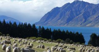 image of sheep infront of river and mountains