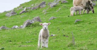 image of solo lamb in centre with ewe and lamb in far left corner