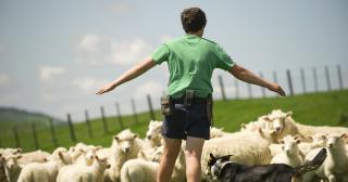 image of student farmer and sheep with dog