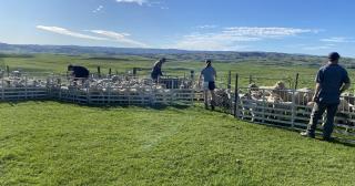 image of four famers docking sheep outside