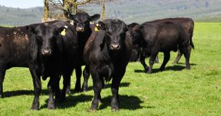 image of Angus herd on green field