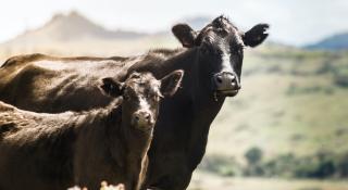 image of cow and calf