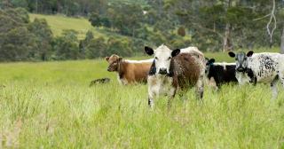 image of dairy beef cows in green pastures