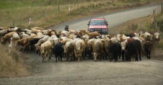 image of ute following herd of cows on dusty road