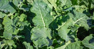 image of winter crops