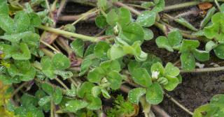 image of sub clover and small white flowers