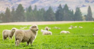image of sheep in focus and out of focus on nz farm