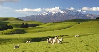 image of sheep and lambs in front of snowy mountain 