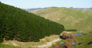 image of pine trees on farm
