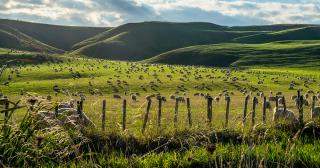 image of rolling hills and sheep behind fence