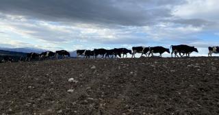 Image of cows moving next to forage crops