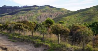 image of native plants and pine trees in background