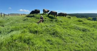 image of Alison Whiteford with dogs and cows in background