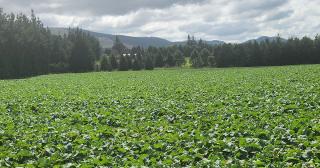 image of winter crops