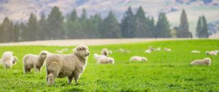 sheep
