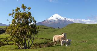 image of ewe and lamb infront of Mount Taranaki