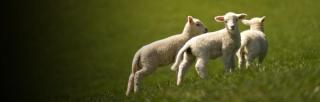 image of triplet lambs