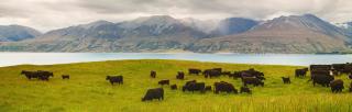 cattle grazing lush grass