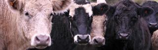 image of mixed cattle