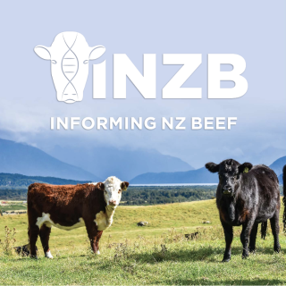 What cattle traits are most important to New Zealand farmers?