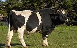 bull