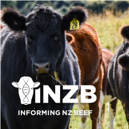 Informing New Zealand Beef banner with logo