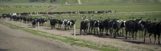 image of dairy beef calves on the move