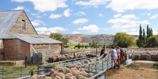 Image of sheep in yards