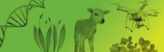 AgInnovation banner - image of lamb and drone