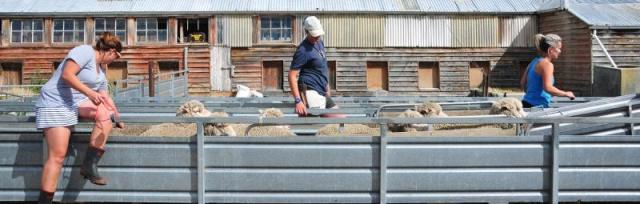 3-women-with-sheep.jpg