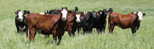 Resources for farmers on Mycoplasma bovis