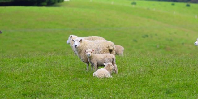 image of ewe and lambs in paddock