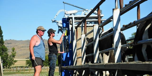 image of two famers in the yards with cattle