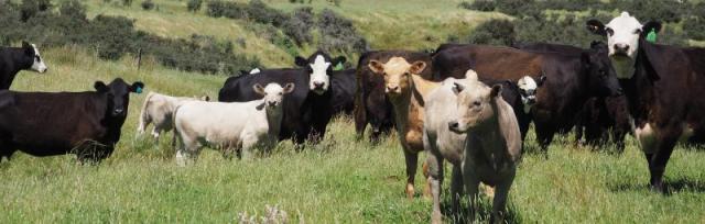 image of beef cows