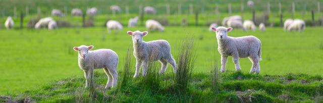 image of three lambs in green paddock
