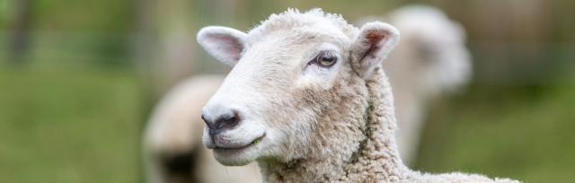 image of sheep close up