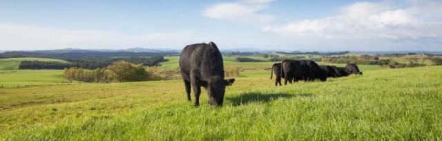 Cows in a field