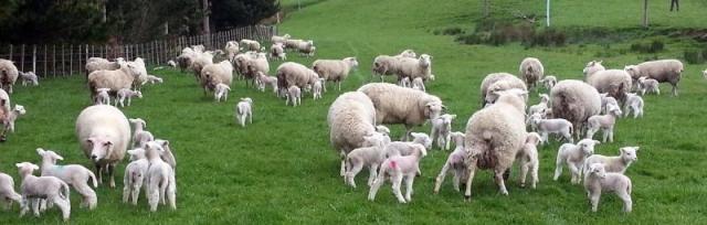 Family sheep reunion