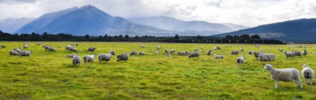image of sheep infront of cloudy mountains genetics pic only
