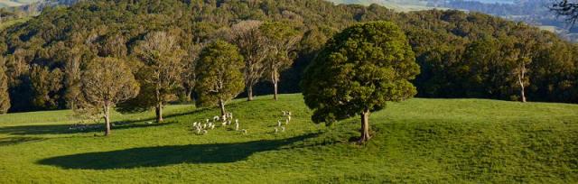 Field and trees