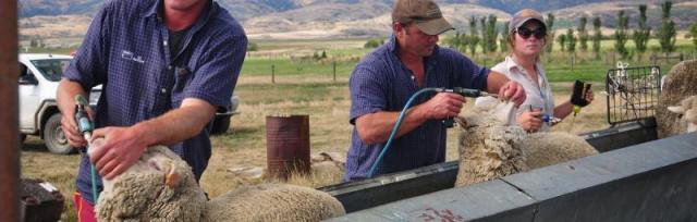 Cleaning sheep